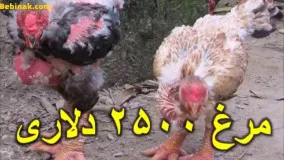 مرغ ۲۵۰۰ دلاری که پاهایش شبیه اژدهاست