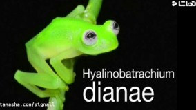 قورباغه‌های شیشه‌ای نشانه سلامت محیط زیست  