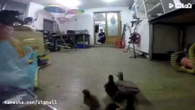 ساخت ربات اردک( جوجه اردک ها و ربات اردک )-بخش 3