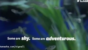 چه انسان هایی می توانند از ماهی یاد بگیرند!  