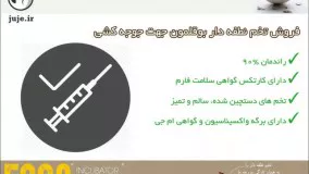 پرورش بوقلمون با خرید تخم نطفه دار تضمینی 