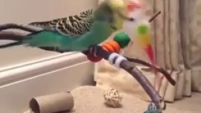 مرغ عشق هوسباز!  