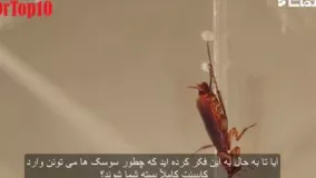 روبات سوسک  