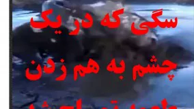 سگی که طعمه تمساح شد