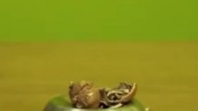 گردو شکن فنری شکل  