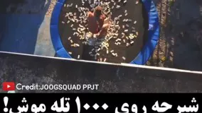 شیرجه رو هزار تله موش