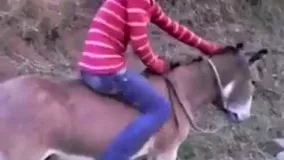 عجب استارتی زد
