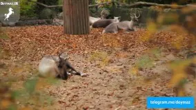  راهنمای سفر به شهر برلین آلمان