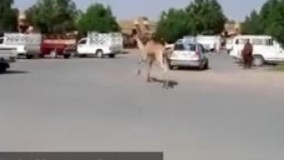  حوادث هولناک و ترسناک غیر قابل باور کردنی!!..