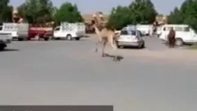  حوادث هولناک و ترسناک غیر قابل باور کردنی!!..