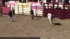  مهار کردن گاو خیــلی وحشی