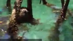  جستجوی تنبل در زیر آب برای یافتن جفتش!