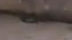  واکنش جالب گربه نسبت به مار