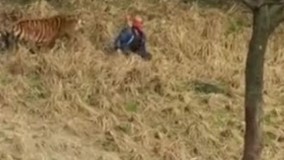 شخصی که در محوطه ببر ها در باغ وحش گیر افتاده !!!