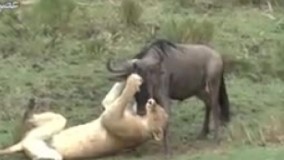 تراژدی حیات وحش؛ وقتی یک شیر گرسنه میشود...