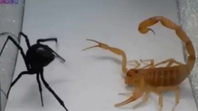 نبرد مرگبار بين عقرب و عنكبوت