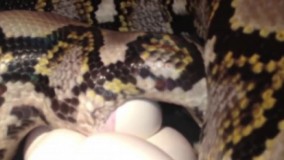 تخمگذاری مار پیتون و بیرون آمدن بچه مارها از تخم