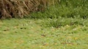 خطر از بیخ گوش توله شیر گذشت!