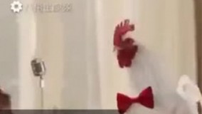  خوانندگی خروس ها/کلیپ خنده دار و جالب و دیدنی