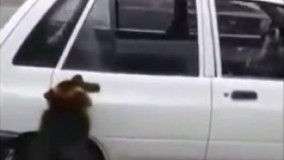  حرکات فوق العاده زیرکانه و حیرت انگیز سگ باهوش ایرانی!