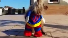  گلچین خنده دارترین کلیپ های حیوانات بامزه