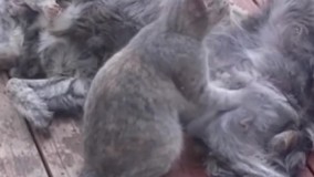 گربه ها هم می تونن خوب ماساژ بدن