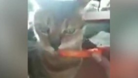 غذا خوردن خنده دار بچه ها گربه ها و سگها