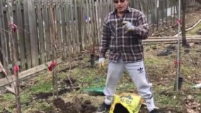 نحوى كود دهى به درخت میوه و گل رز روش چالكود