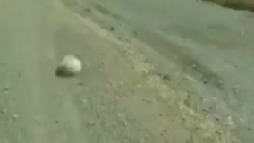 کشف موجودی ناشناخته در تگزاس