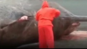 انفجار وحشتناک شکم نهنگ حین سلاخی