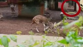 ظهور جن و روح در باغ وحش