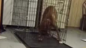 فرار سگ از قفس