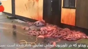  انفجار وحشتناک شکم نهنگ حین سلاخی ! دیدن این ویدیو به همه توصیه نمیشود.