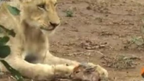  بچه آهو در آغوش شیر درنده