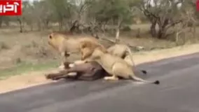 لحظه جالب شکار گاومیش توسط شیرها وسط جاده