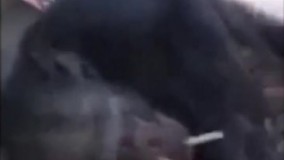  میمون سیگاری