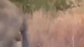  گریه کردن واقعی شیر نر پس از اخراج از قلمروش!