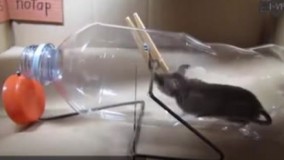  تله موش های جالب