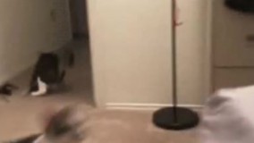 گربه و دشمن خونینش خیار ۲