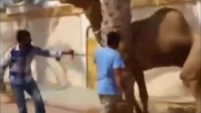 وقتی شتر سر آدمو گاز میگیره
