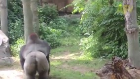 حمله گوریل به انسان