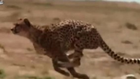 صحنه هایی زیبا از شکار بچه گوزن یالدار توسط چیتا .