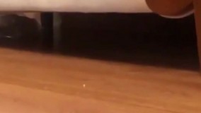 پیشی ملوس که دوست داری بگیری فشارش بدی :D