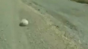  کشف موجودی فوق العاده ناشناخته و عجیب و غریب در تگزاس!