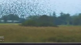 جالب و عجیب دیدنی های سال ۲۰۱۶ از دنیای حیوانات 