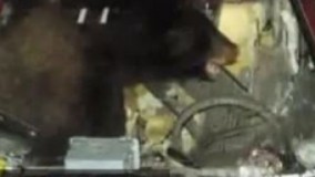  وحشتناک ترین حمله حیوانات به انسان ها و خوردن زنده زنده