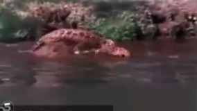  شکار هولناک یوز پلنـگ توسط کروکودیل ها...