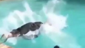  شیرچه و پرش موجودی وحشتناک داخل استخر/کلیپ خنده دار