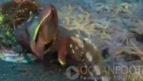  13-دانلود بهترین سوتی های باحال و خنده دار حیوانات :)