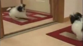  فیلم عکس العمل حیوانات در برابر آینه